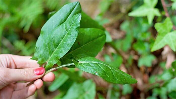 CSIC-IBMCP-hojas-color|CSIC-IBMCP-hojas-almacenes-nutrientes|CSIC-IBMCP-hojas-almacenes-nutrientes